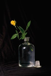 Shlomo Lee Abrahmov Science Silence Yellow Rose2009 